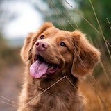 Brown dog with its tongue out