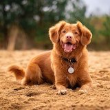 Brown dog lying on the sand