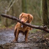 Brown dog holding a stick in its mouth